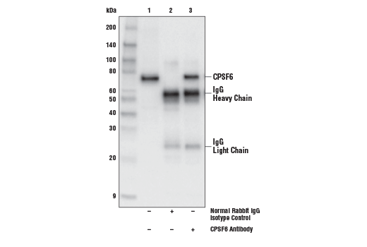 Immunoprecipitation Image 1: CPSF6 Antibody
