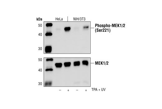 Western Blotting Image 1: Phospho-MEK1/2 (Ser221) (166F8) Rabbit mAb (BSA and Azide Free)