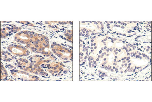 Immunohistochemistry Image 2: Phospho-MEK1/2 (Ser221) (166F8) Rabbit mAb (BSA and Azide Free)