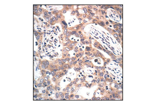 Immunohistochemistry Image 3: Phospho-MEK1/2 (Ser221) (166F8) Rabbit mAb (BSA and Azide Free)