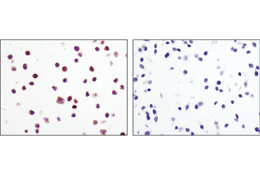 Immunohistochemistry Image 4: Phospho-MEK1/2 (Ser221) (166F8) Rabbit mAb (BSA and Azide Free)