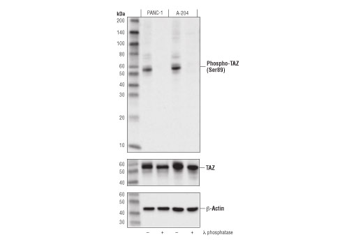 Western Blotting Image 1: Phospho-TAZ (Ser89) Antibody