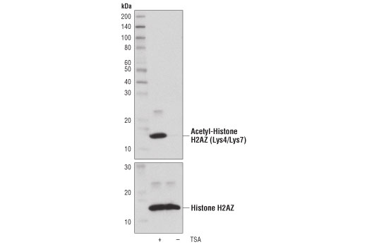 Western Blotting Image 1: Acetyl-Histone H2AZ (Lys4/Lys7) (D3V1I) Rabbit mAb