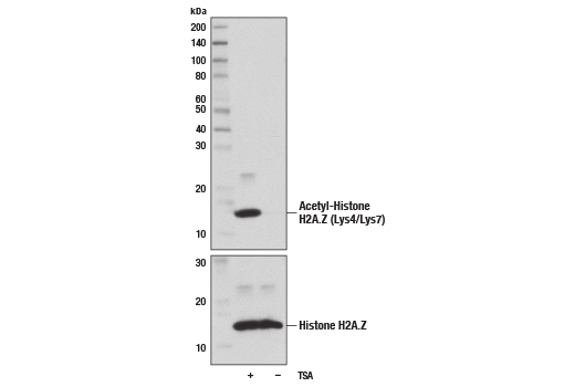 Western Blotting Image 1: Acetyl-Histone H2A.Z (Lys4/Lys7) (D3V1I) Rabbit mAb