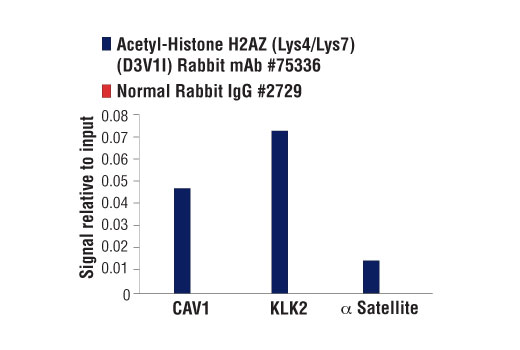 Chromatin Immunoprecipitation Image 3: Acetyl-Histone H2AZ (Lys4/Lys7) (D3V1I) Rabbit mAb