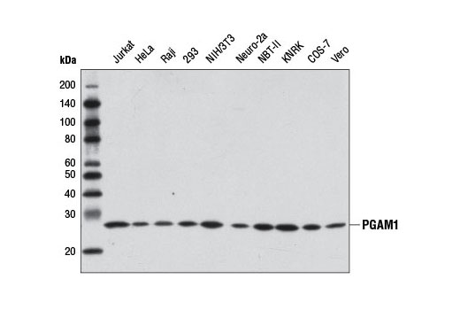 Western Blotting Image 1: PGAM1 Antibody
