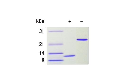  Image 2: Human TGF-β1 Recombinant Protein