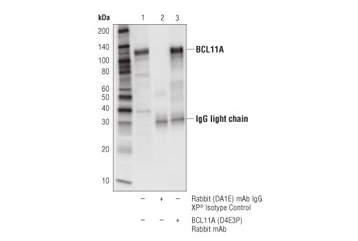 Immunoprecipitation Image 1: BCL11A (D4E3P) Rabbit mAb