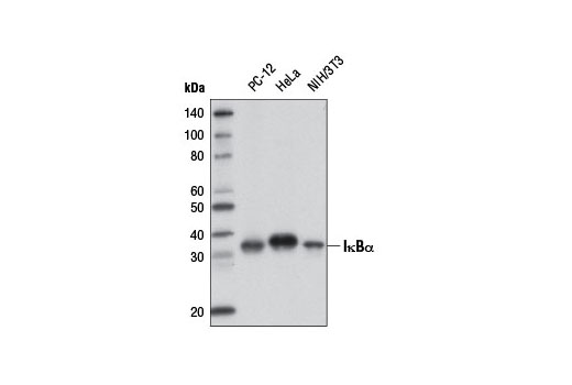 Western Blotting Image 1: IκBα (L35A5) Mouse mAb (Amino-terminal Antigen) (Biotinylated)
