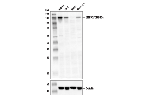 Western Blotting Image 2: ENPP3/CD203c Antibody
