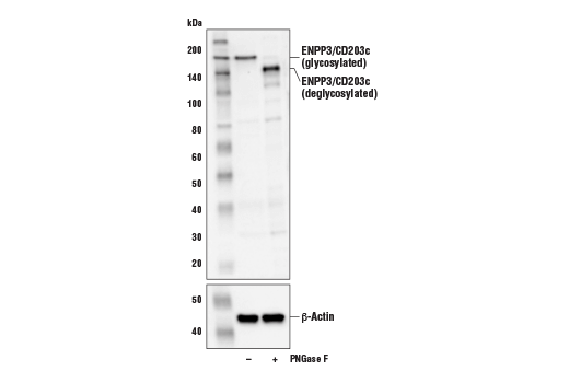 Western Blotting Image 3: ENPP3/CD203c Antibody