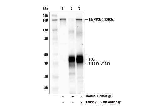 Immunoprecipitation Image 1: ENPP3/CD203c Antibody
