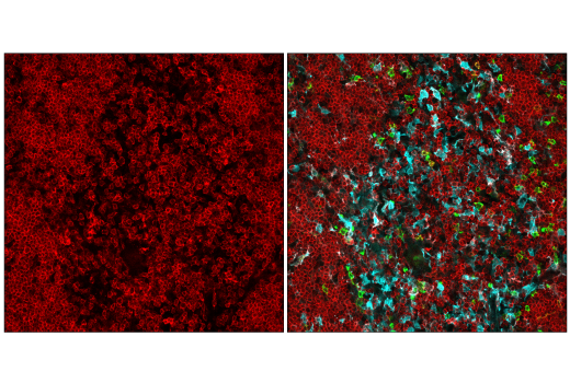 Immunofluorescence Image 1: CD4 (RM4-5) Rat mAb (redFluor™ 710 Conjugate)