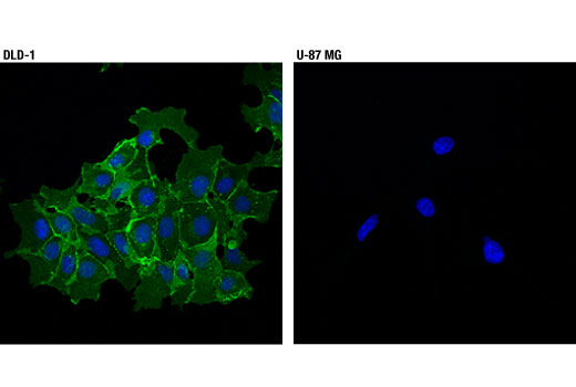 Immunofluorescence Image 1: γ-Catenin (D9M1Q) Rabbit mAb