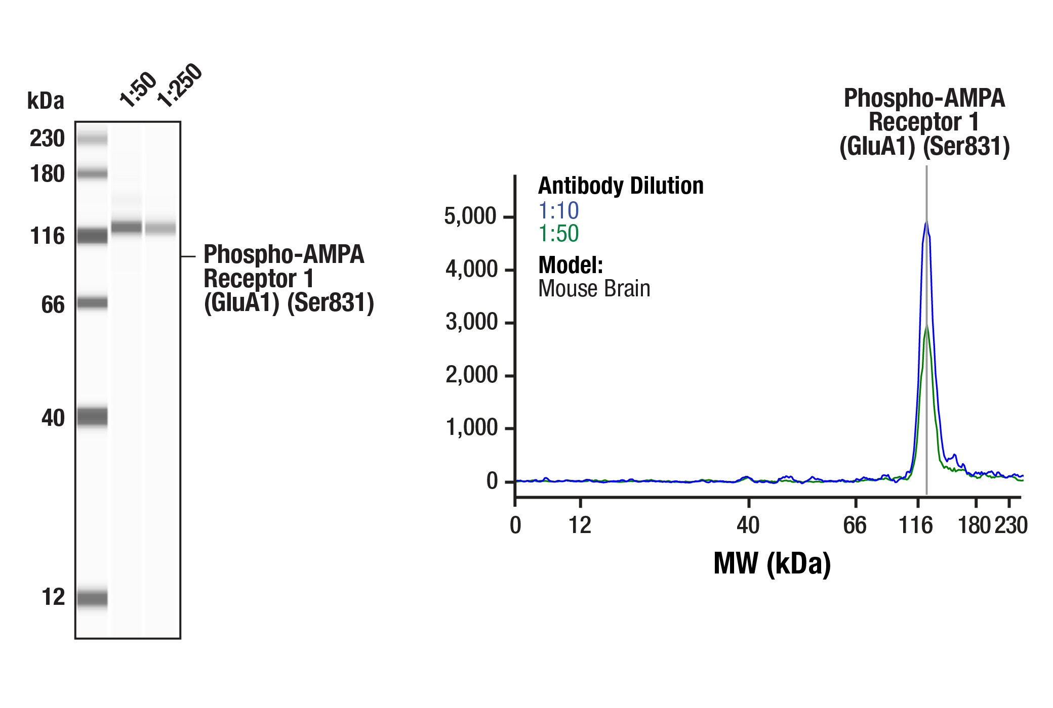 Western Blotting Image 2: Phospho-AMPA Receptor 1 (GluA1) (Ser831) (A5O2P) Rabbit mAb