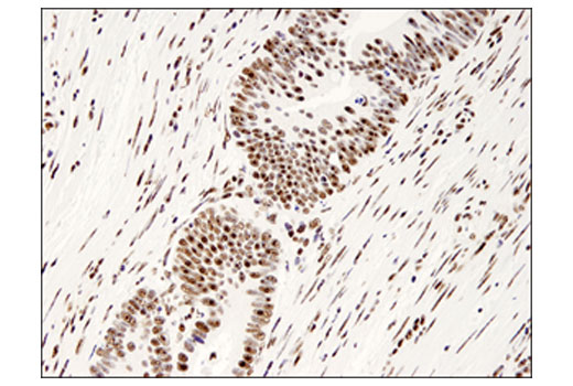 Immunohistochemistry Image 1: PELP1 (D5Q4W) Rabbit mAb (BSA and Azide Free)