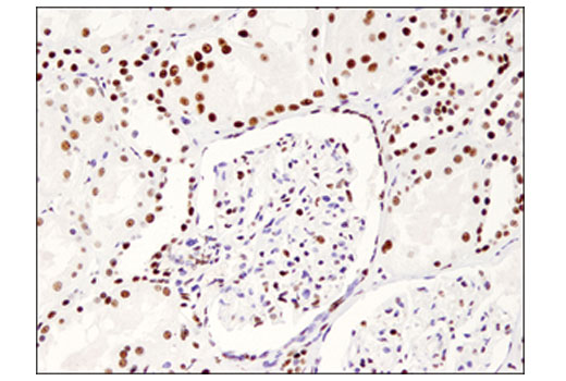 Immunohistochemistry Image 2: PELP1 (D5Q4W) Rabbit mAb (BSA and Azide Free)