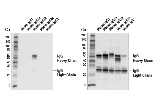Western Blotting Image 1: Goat Anti-Mouse IgG2b Antibody (Biotin Conjugate)