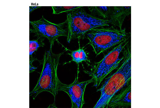 Immunofluorescence Image 1: COX IV (3E11) Rabbit mAb (Alexa Fluor® 647 Conjugate)