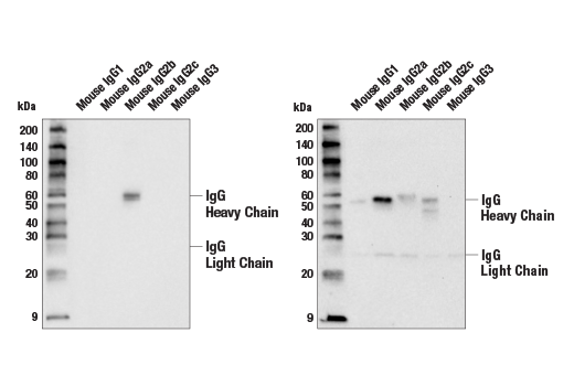 Western Blotting Image 1: Goat Anti-Mouse IgG2b Antibody (AP Conjugate)