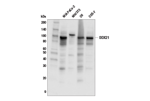 Western Blotting Image 1: DDX21 Antibody