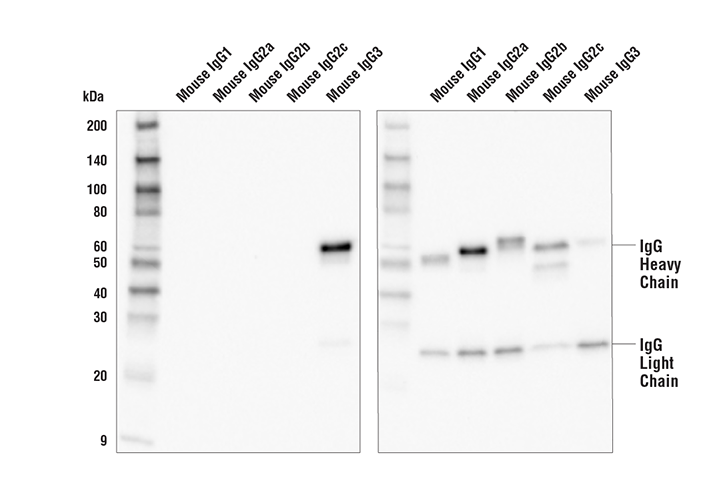 Western Blotting Image 1: Goat Anti-Mouse IgG3, Fc gamma Specific Antibody (HRP Conjugate)