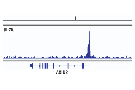 Chromatin Immunoprecipitation Image 1: LEF1 (D6J2W) Rabbit mAb