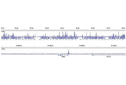 Chromatin Immunoprecipitation Image 2: LEF1 (D6J2W) Rabbit mAb