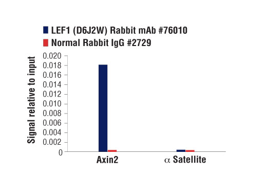 Chromatin Immunoprecipitation Image 3: LEF1 (D6J2W) Rabbit mAb