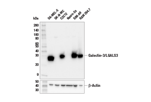 Western Blotting Image 1: Galectin-3/LGALS3 (E7B6R) Rabbit mAb (BSA and Azide Free)