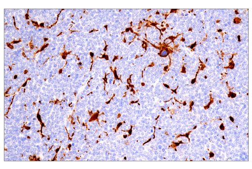 Immunohistochemistry Image 10: Galectin-3/LGALS3 (E7B6R) Rabbit mAb (BSA and Azide Free)