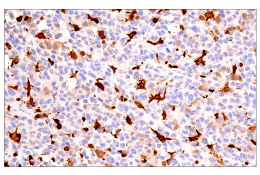 Immunohistochemistry Image 11: Galectin-3/LGALS3 (E7B6R) Rabbit mAb (BSA and Azide Free)