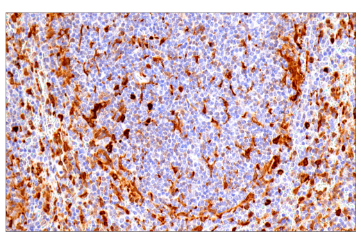 Immunohistochemistry Image 3: Galectin-3/LGALS3 (E7B6R) Rabbit mAb (BSA and Azide Free)