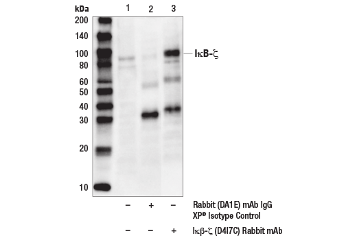 Immunoprecipitation Image 1: IκB-ζ (D4I7C) Rabbit mAb