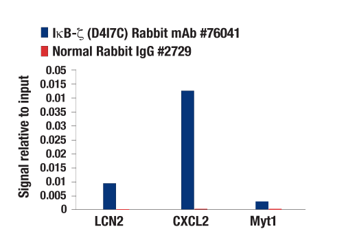 Chromatin Immunoprecipitation Image 1: IκB-ζ (D4I7C) Rabbit mAb