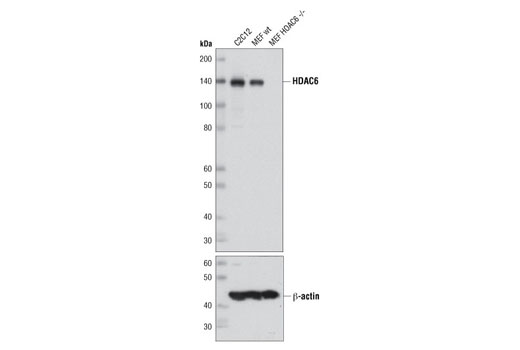  Image 8: Class II HDAC Antibody Sampler Kit
