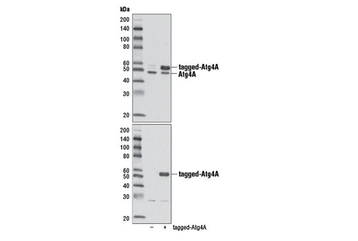  Image 17: Autophagy Vesicle Elongation (LC3 Conjugation) Antibody Sampler Kit