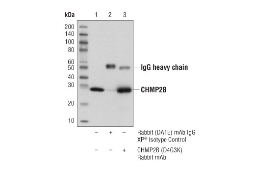 Immunoprecipitation Image 1: CHMP2B (D4G3K) Rabbit mAb