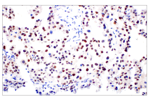 Immunohistochemistry Image 4: C/EBPβ (E2K1U) Rabbit mAb (BSA and Azide Free)