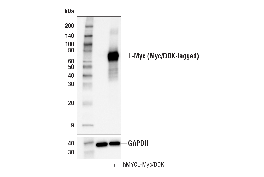  Image 11: Myc Family Profiling Antibody Sampler Kit