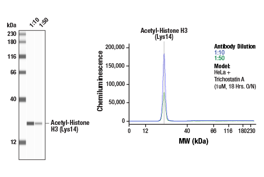  Image 1: Acetyl-Histone H3 Antibody Sampler Kit
