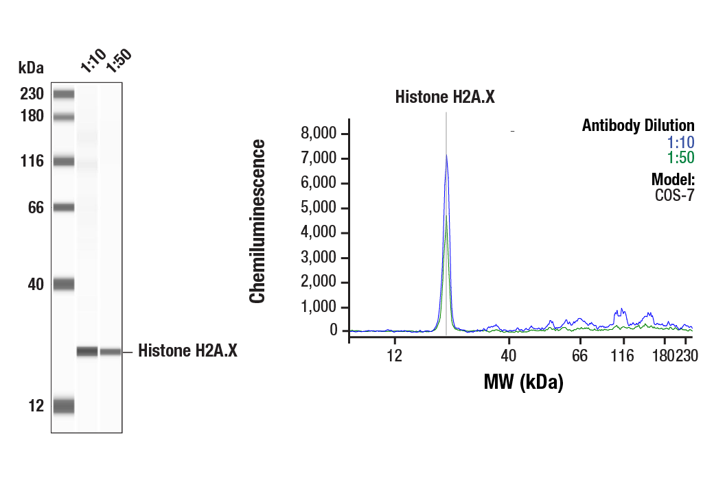  Image 1: PhosphoPlus® Histone H2A.X (Ser139) Antibody Duet