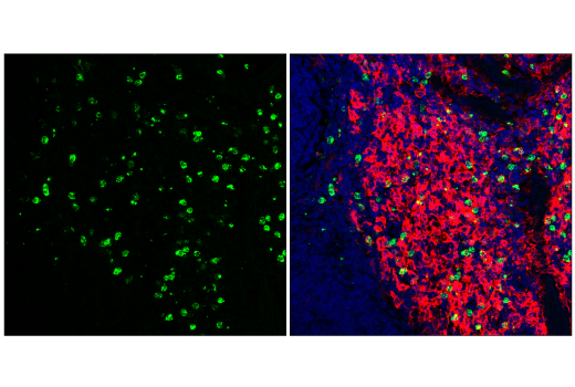 Immunofluorescence Image 1: CD62L/L-Selectin (MEL-14) Rat mAb (FITC Conjugate)