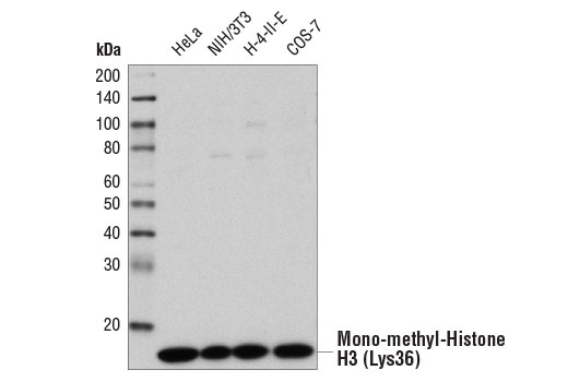 Western Blotting Image 1: Mono-Methyl-Histone H3 (Lys36) (D9J1D) Rabbit mAb (BSA and Azide Free)