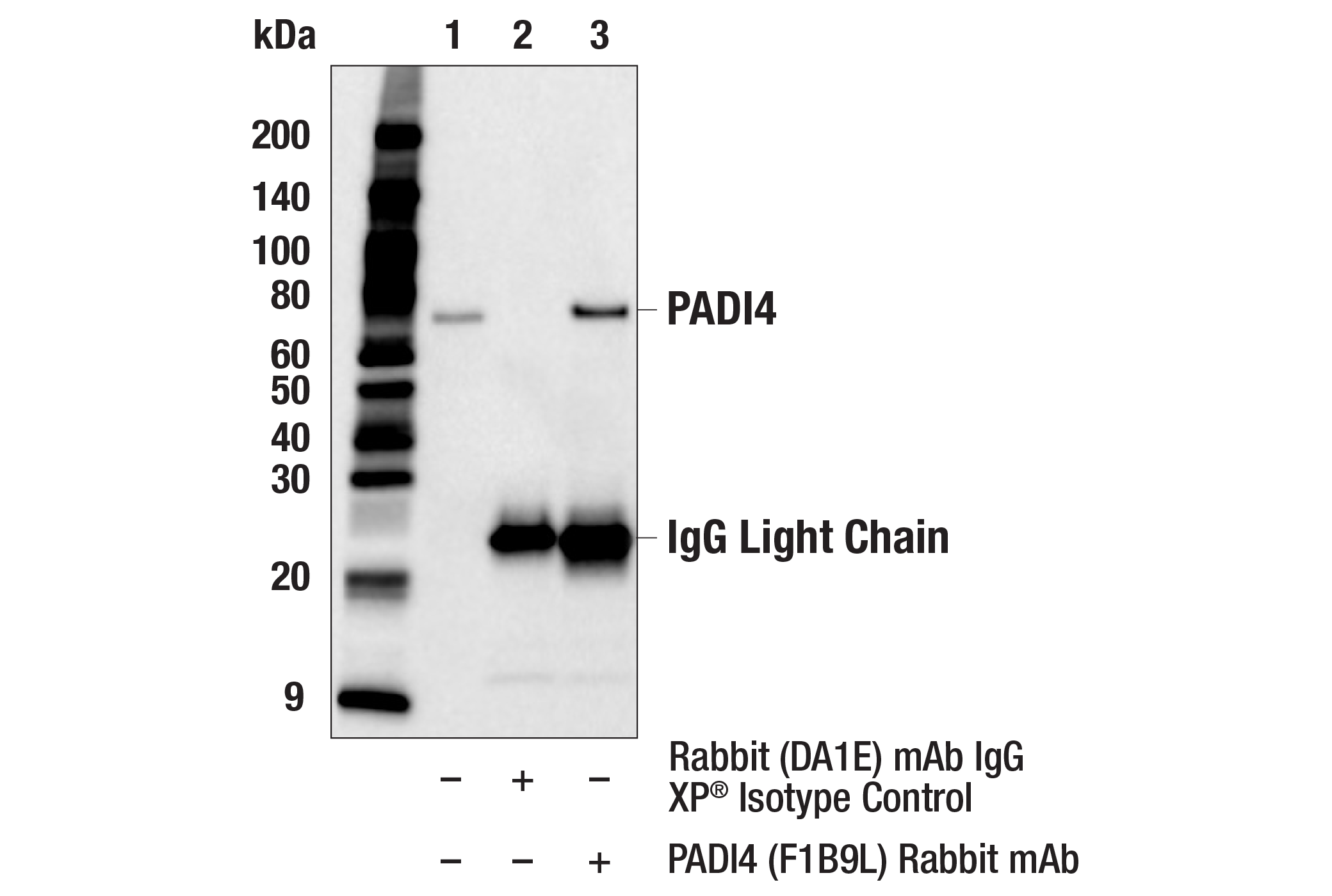 Immunoprecipitation Image 1: PADI4 (F1B9L) Rabbit mAb
