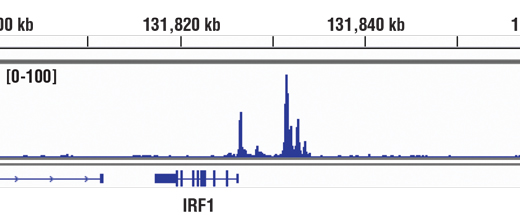 Chromatin Immunoprecipitation Image 1: Phospho-Stat1 (Tyr701) (D4A7) Rabbit mAb