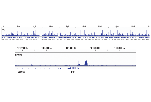 Chromatin Immunoprecipitation Image 2: Phospho-Stat1 (Tyr701) (D4A7) Rabbit mAb