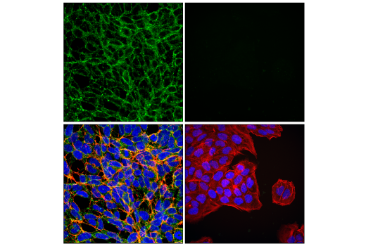 Immunofluorescence Image 1: MCT1/SLC16A1 (E7A2K) Rabbit mAb