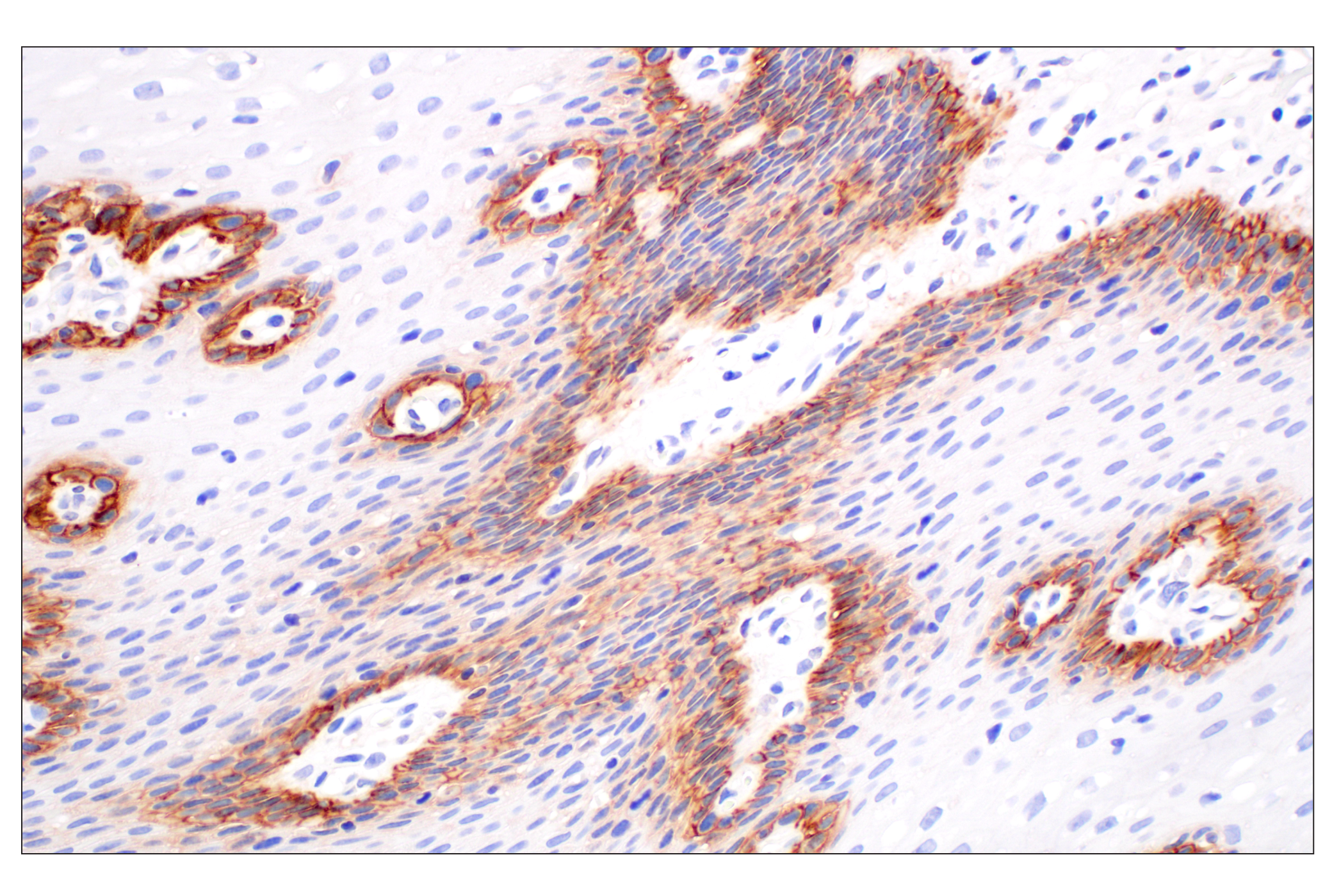 Immunohistochemistry Image 4: MCT1/SLC16A1 (E7A2K) Rabbit mAb