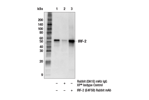 Immunoprecipitation Image 1: IRF-2 (E4F5B) Rabbit mAb